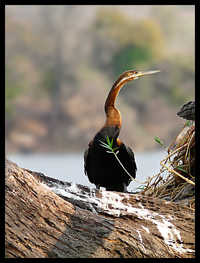anhinga d'afrique
